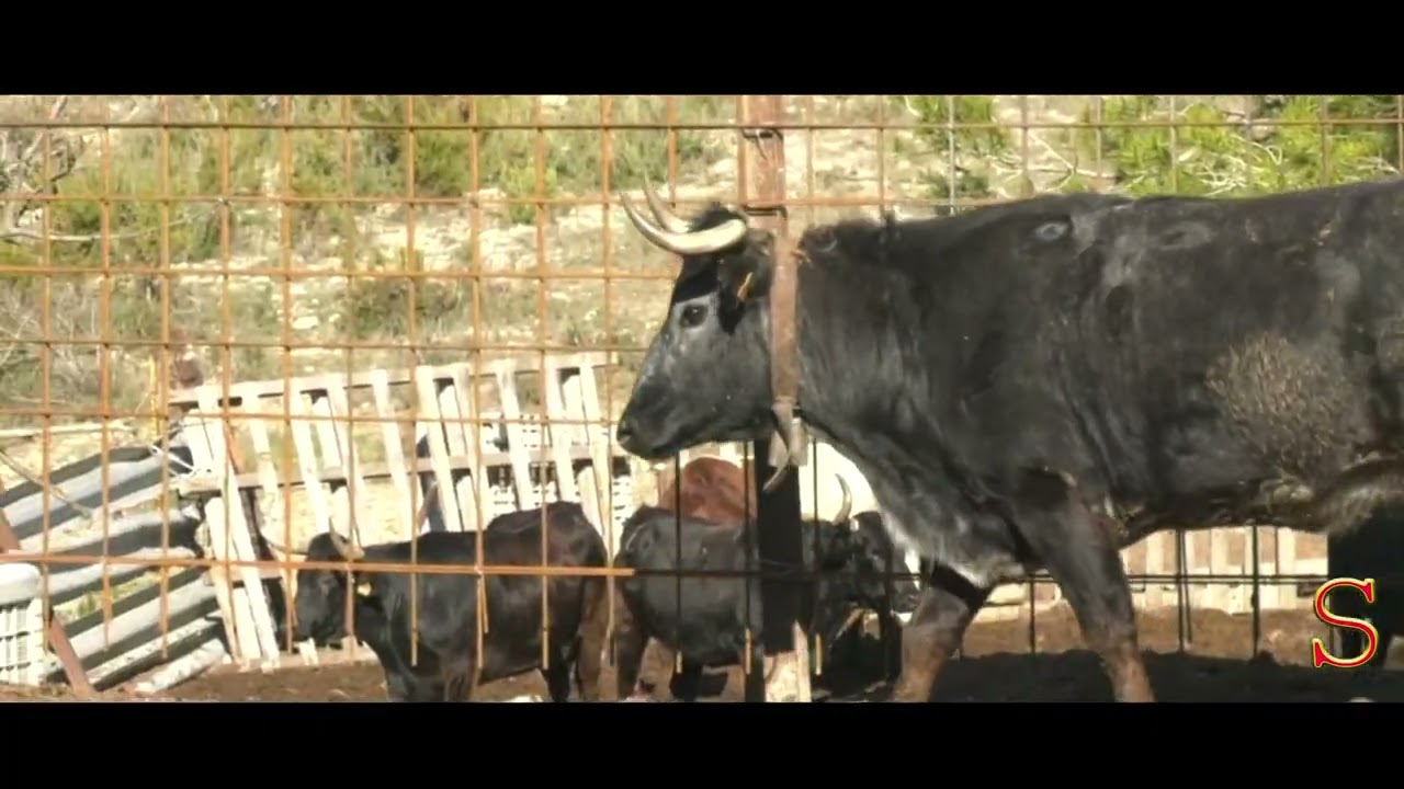 Ganaderia El Salero de Montserrat.