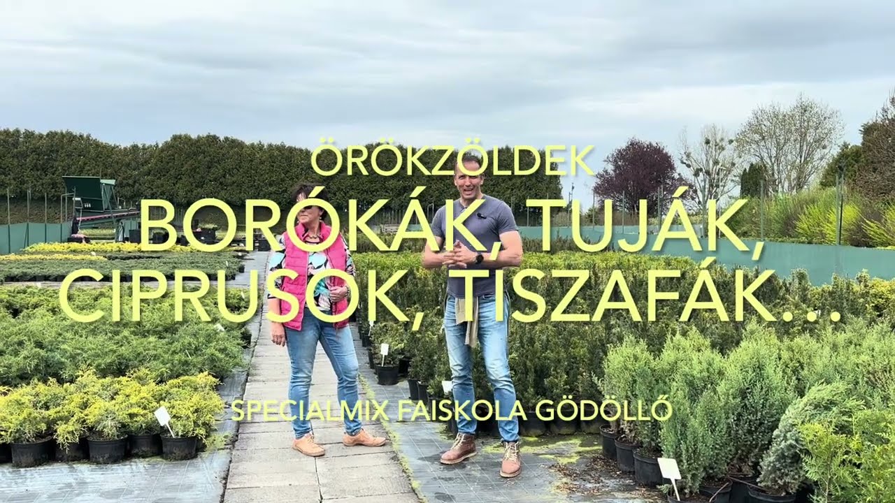 Örökzöldekről mindent. Tuják, borókák, hamisciprusok, tiszafák