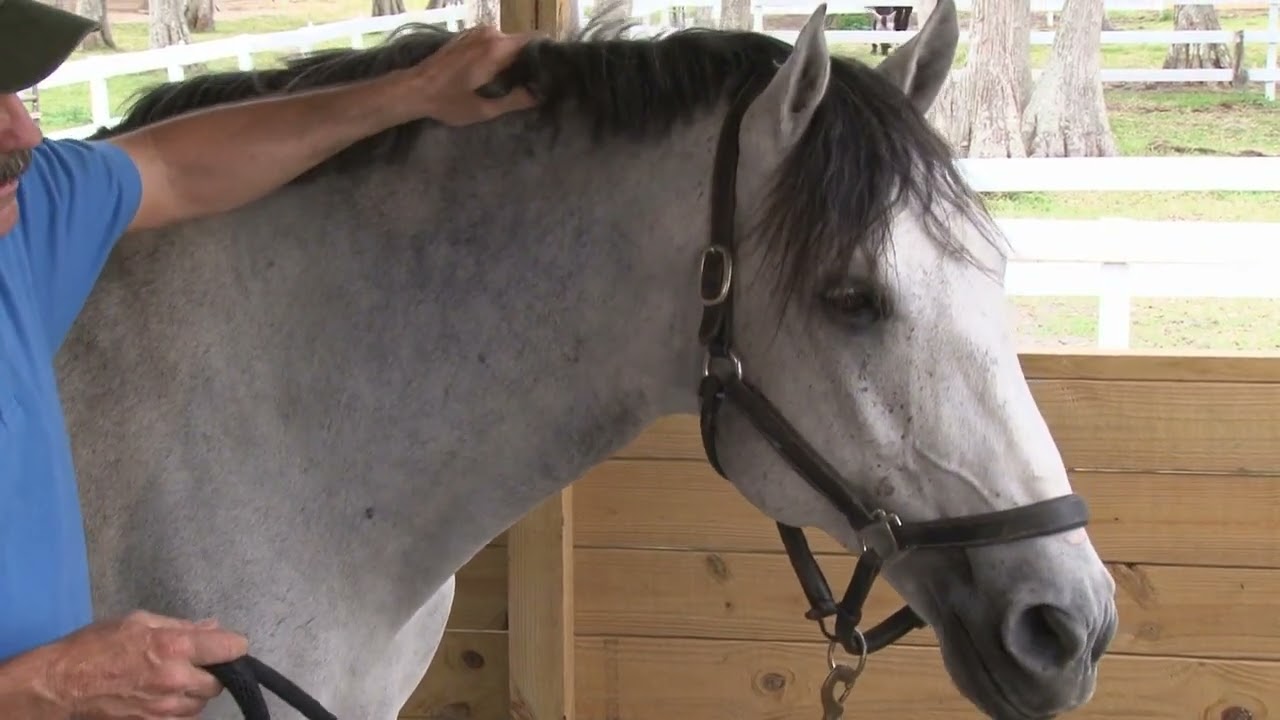 Crestline Wiggle: Releasing Nuchal Ligament Tension in Your Dressage Horse