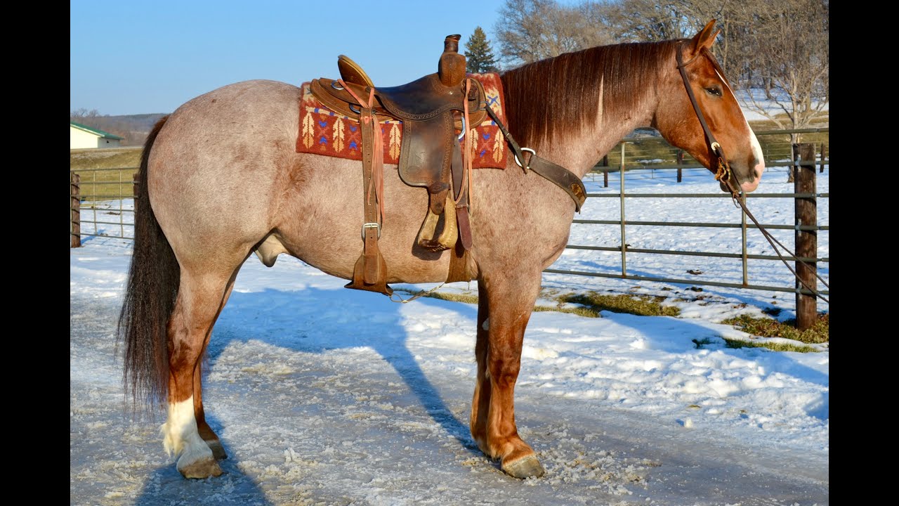 Rex - Hip # 33 North Star Invitational Horse Sale - February 7th, 2026