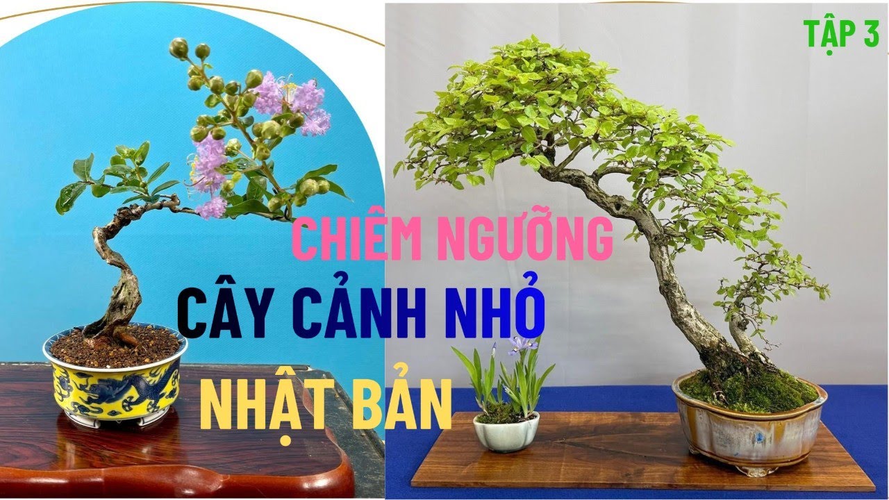 Truyền Thuyết Và Linh Hồn Của Cây Bonsai Nhật Bản | Tập 3#bonsai nhật bản, bonsai mini, cây cảnh nhỏ
