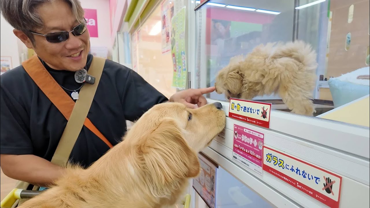 初めての場所でも元気に楽しく！近場にこんな場所があったとは。【Golden Retriever japan】