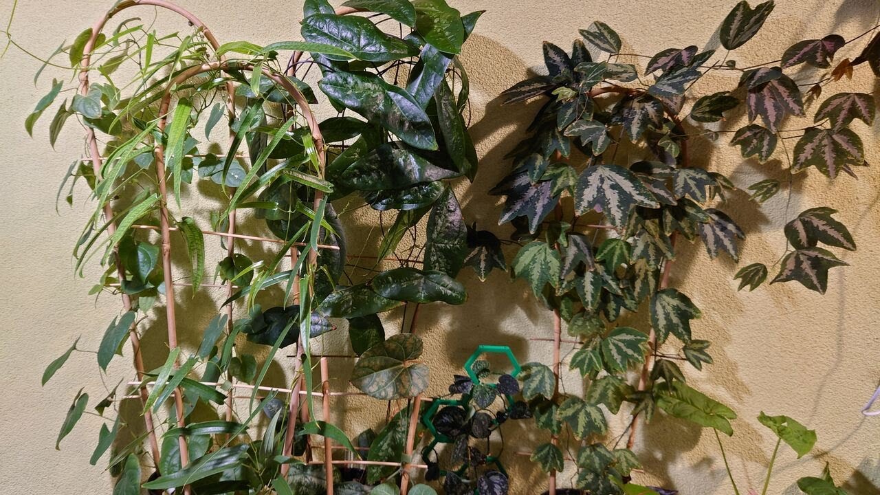 (242) Ciekawe pnącza :  passiflory, scindapsusy, dioscoree oraz cissus  i aristolochia.