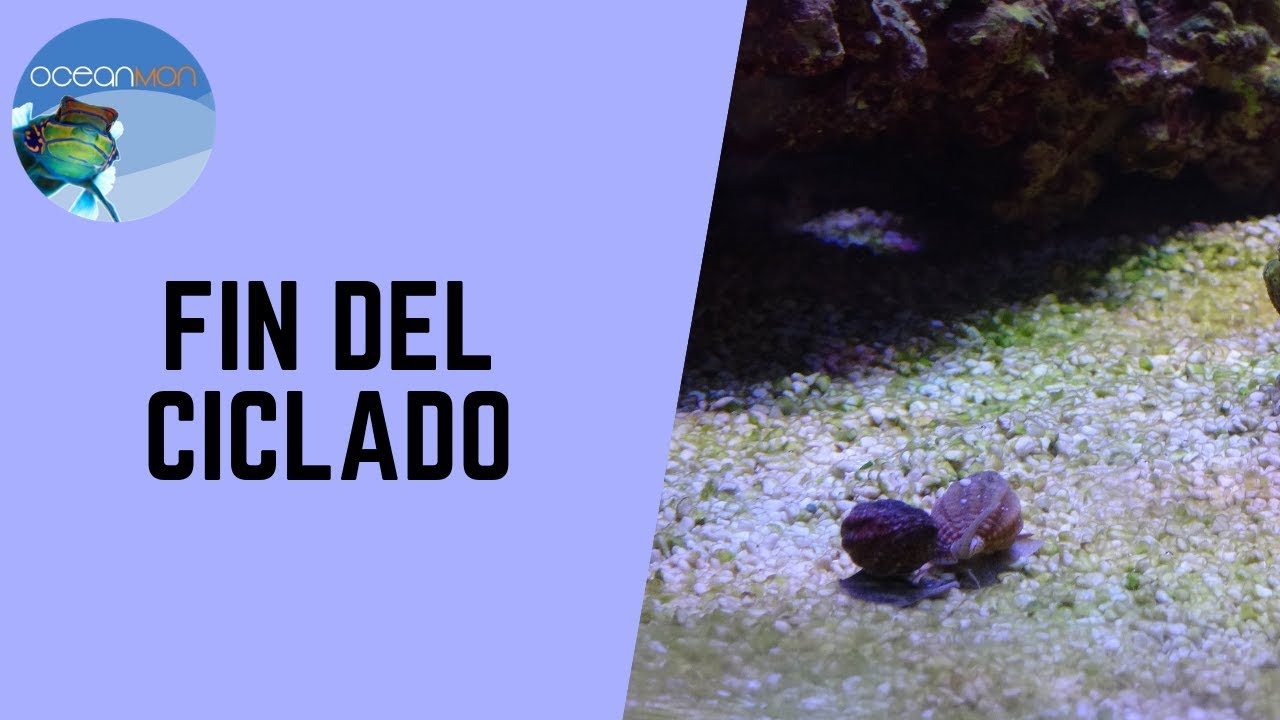 Fin del ciclado en 💧 acuario marino 💧 | OceanMon