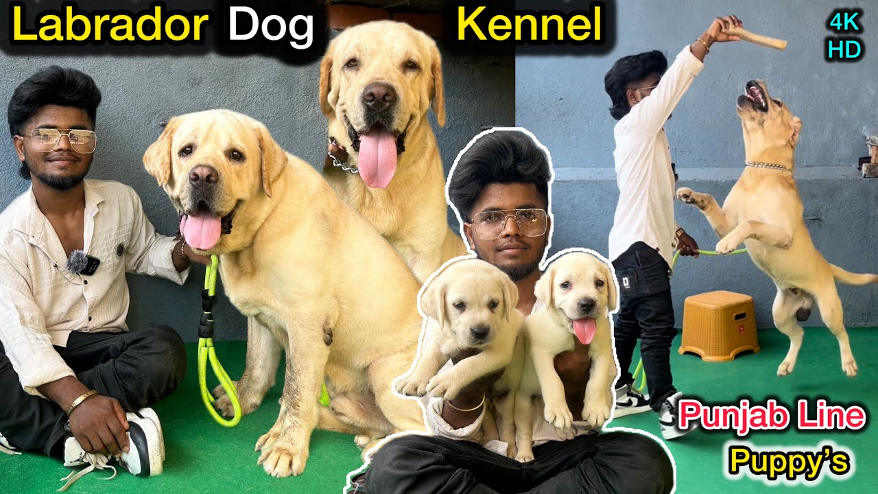 💥ஐயோ⁉️இவன் பெயர்🤯என்ன❓️| Labrador Dog Kennel 🐕| Punjab Line Puppy's 🐶| Vlogs | Dogs Tamil