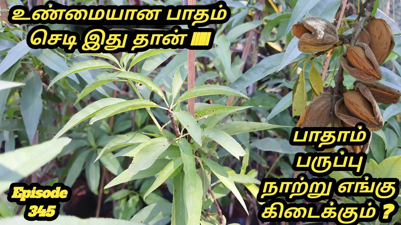 உண்மையான பாதாம் செடி இது தான் # பாதாம் பருப்பு நாற்று எங்கு கிடைக்கும் # Almond Plant available