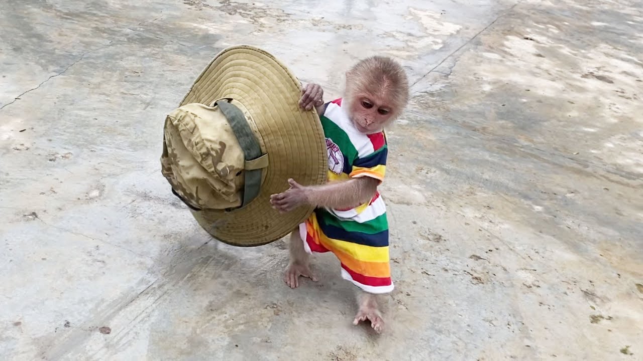 Super monkey! Monkey SinSin helps Dad get things in when it rains