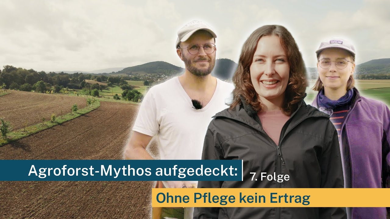 AGROFORST KOMPAKT: Agroforst-Mythos aufgedeckt: Ohne Pflege kein Ertrag