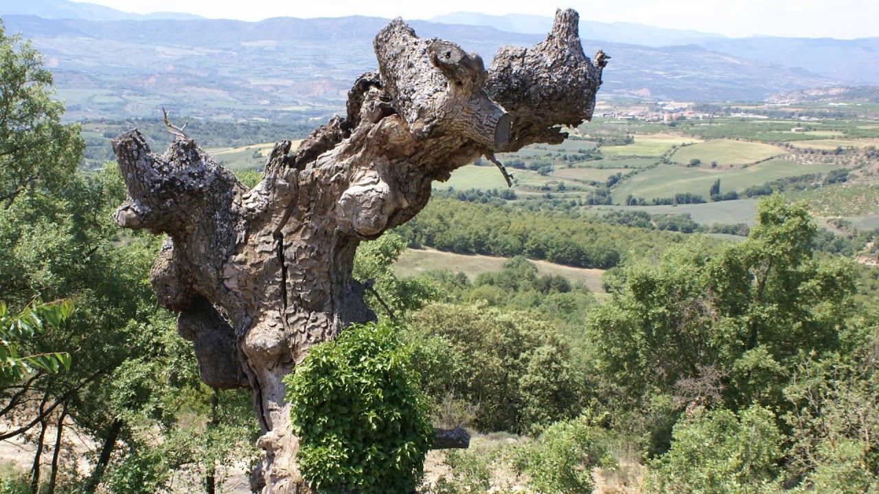 Mediterranean Vegetation