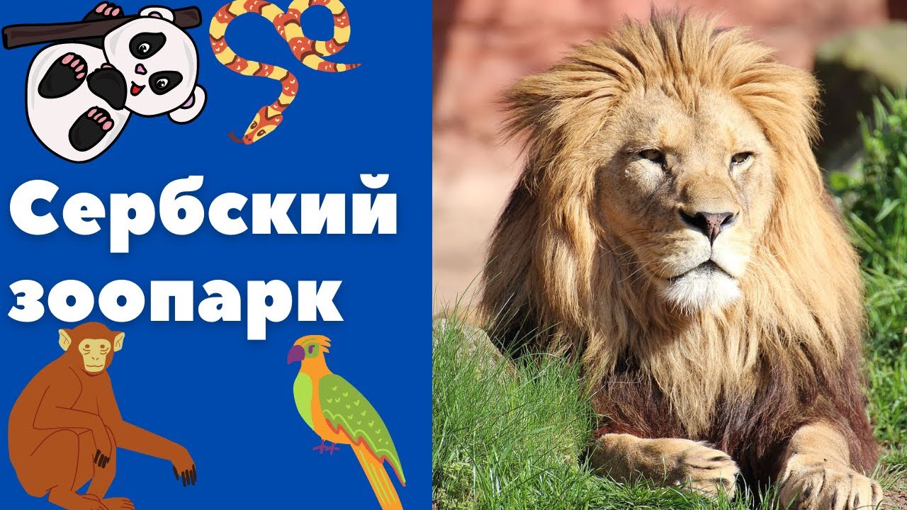Зоопарк в Сербии || Уроки сербского языка