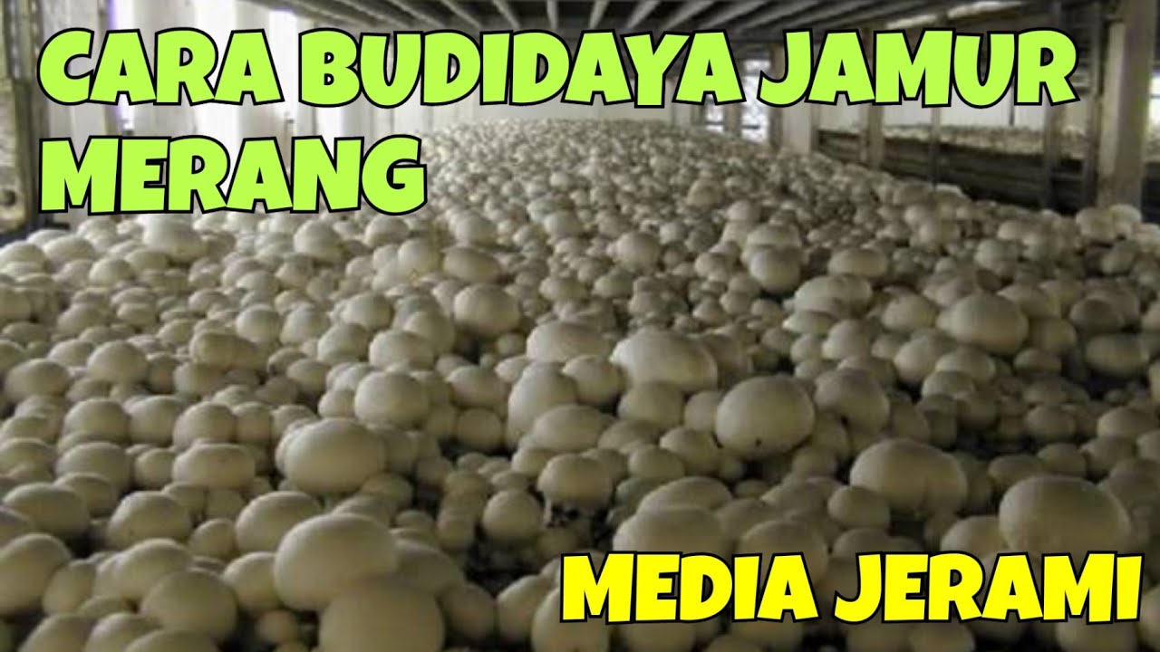 CARA BUDIDAYA JAMUR MERANG MEDIA JERAMI || DENGAN MUDAH