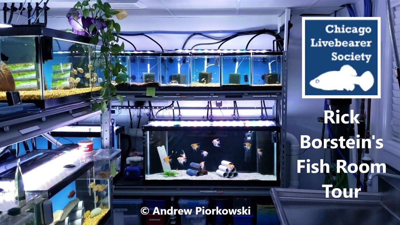 Rick Borstein Fish Room Tour - Chicago Livebearer Society President! Plus Rare Cichlids!