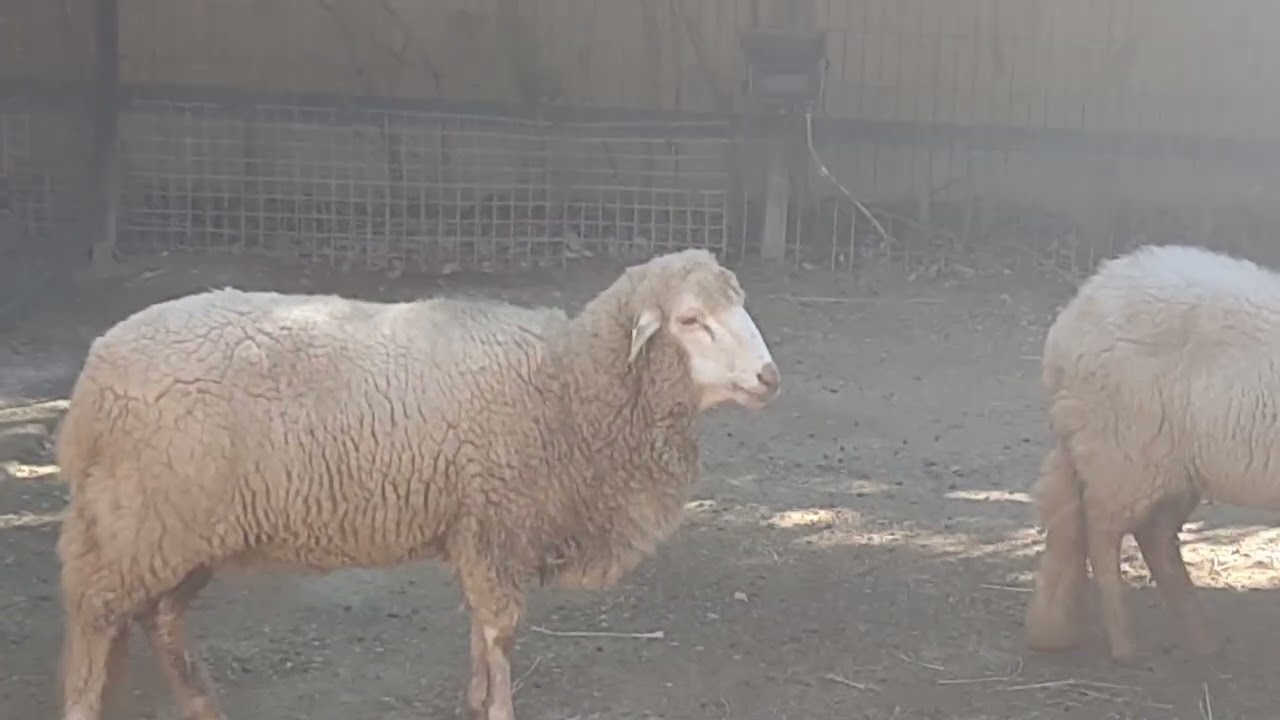 ZOOBOTANICO JEREZ, JEREZ DE LA FRONTERA #YouTube #shorts #memes #jerez
