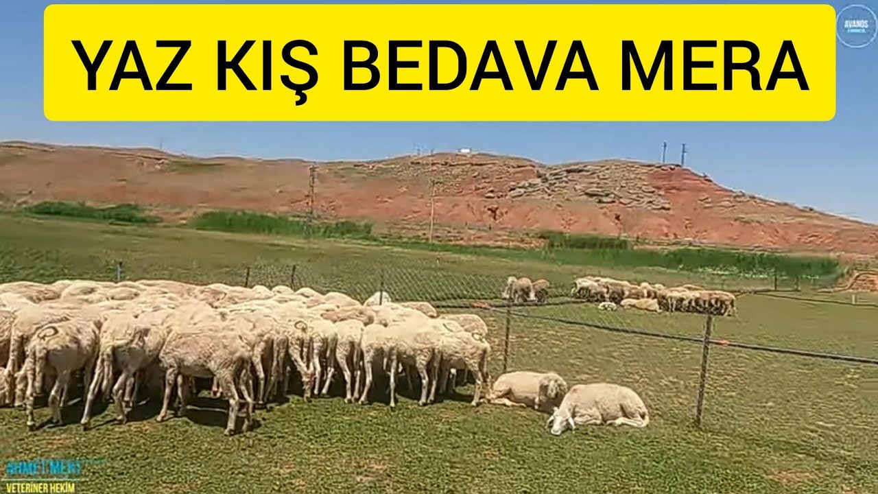 KIZILIRMAK KENARINDA BEDAVA KOYUNCULUK / YAPAY MERA #hayvancılık #besicilik #çiftçilik #tarım