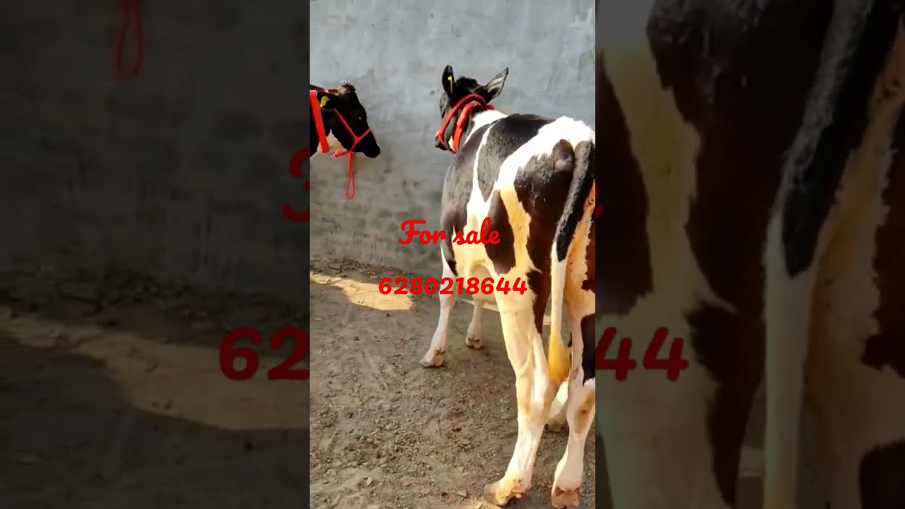 #cow #denmark #trending #vashi #abs #