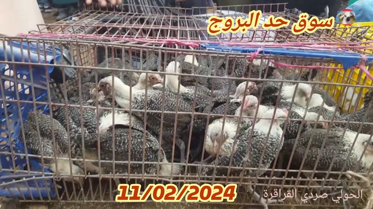 رحبة الدجاج فسوق حد البروج 