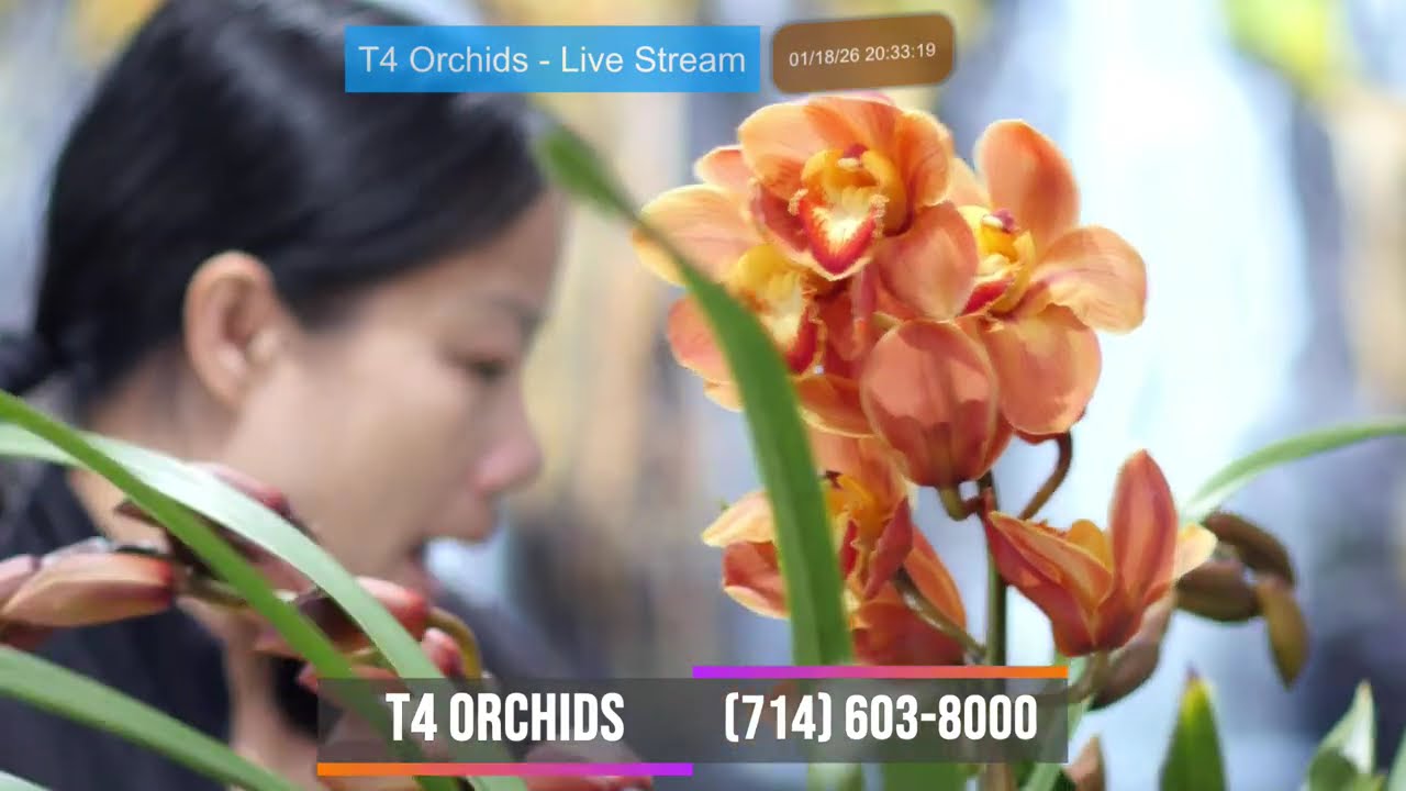 T4 Orchids ~ Livestream Jan 18, 2026 ~ Bán & Trao Đổi Tất Cả Giống Lan Sưu Tầm ~ (714) 603-8000