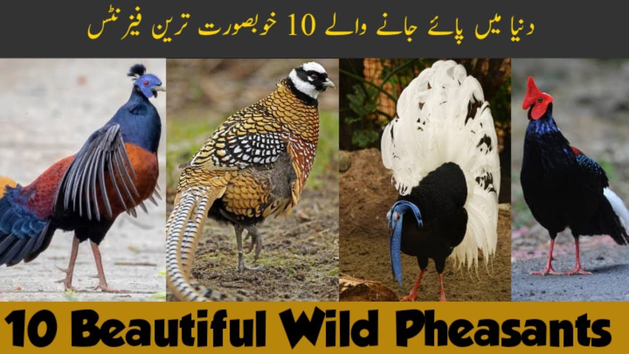 10 Most Beautiful Wild Pheasants in the World | Pheasant Species and Types | Most Beatutiful Birds