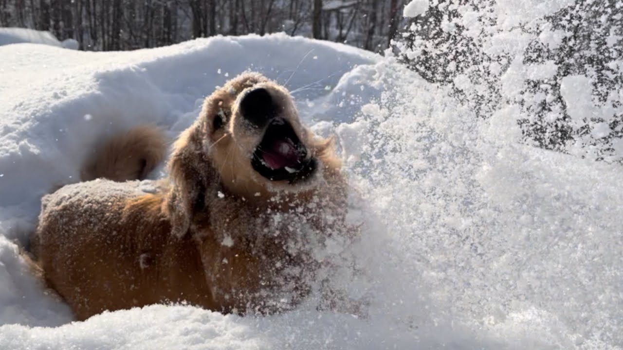 Golden Retriever loves the snow
