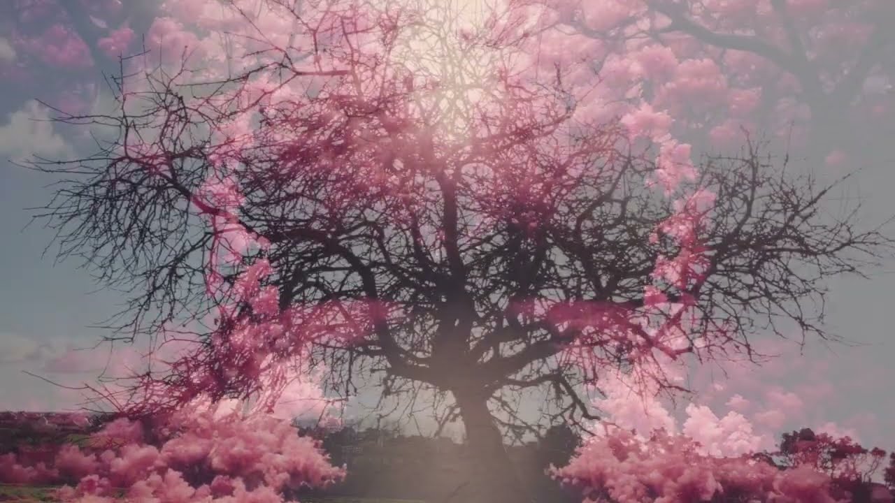 Entre nous / Between us  #dreampop