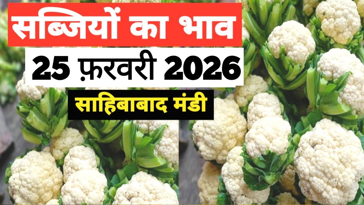 25 February 2026 🥬🫑 🥦 सब्जियों का भाव साहिबाबाद मंडी | today vegitables rates in sahibabad mandi 