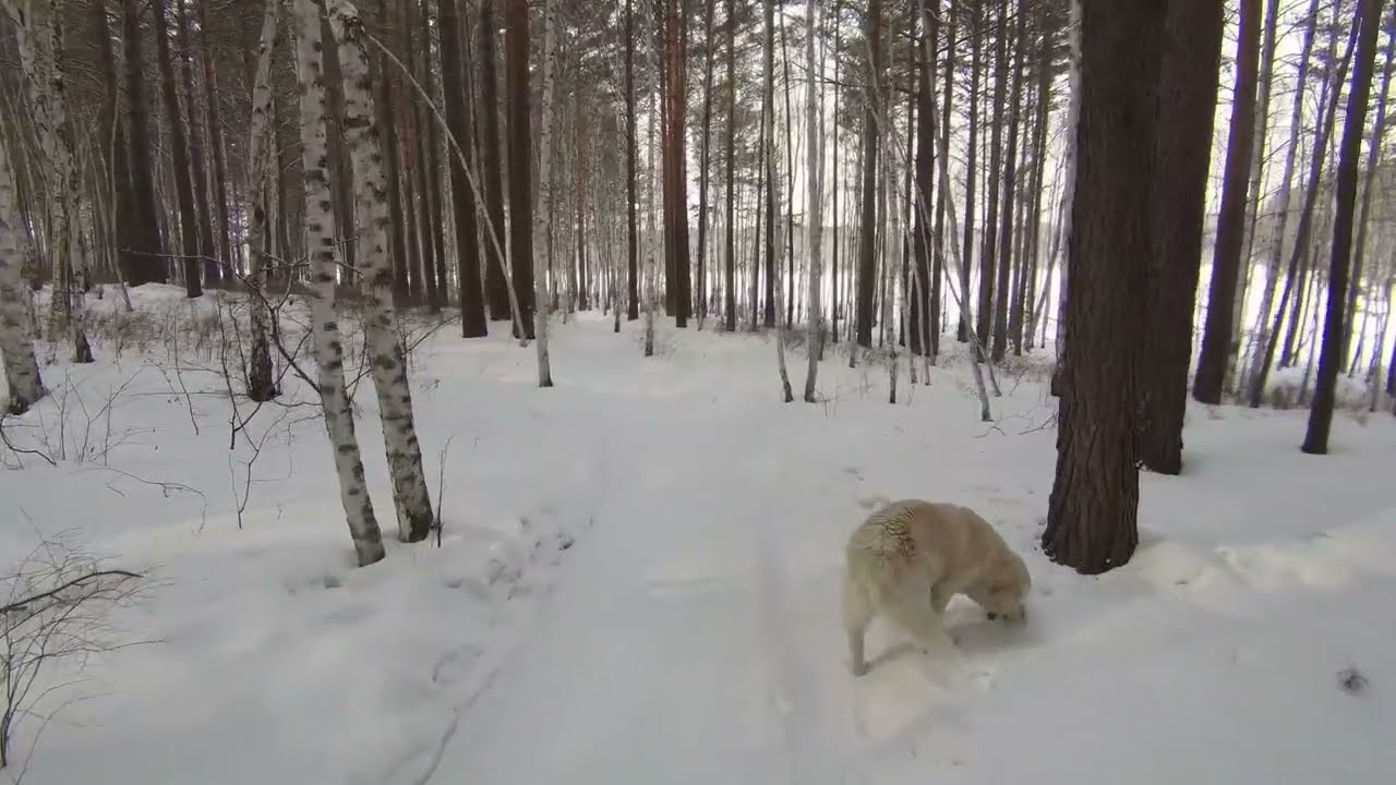 Зимняя прогулка в лесу у залива | Winter forest walk by the bay