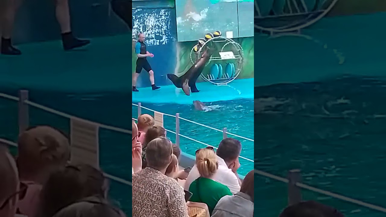 В дельфінарії Одеса