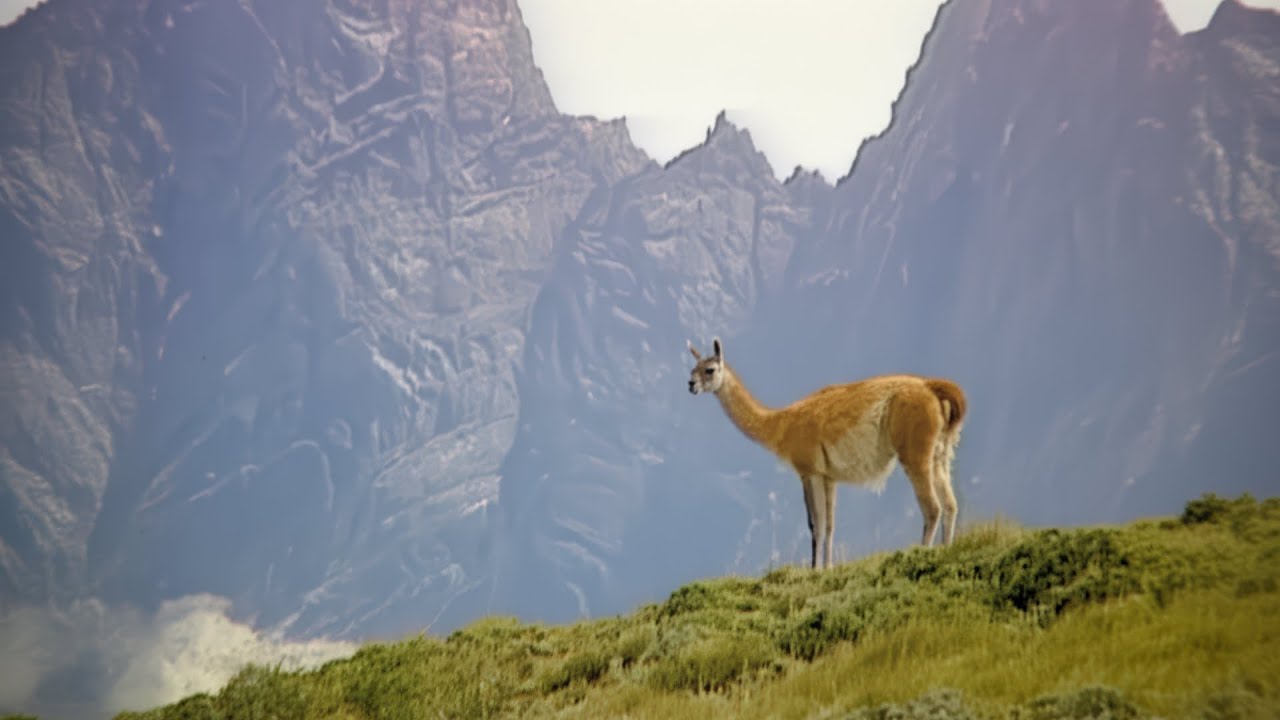 Fauna de Chile
