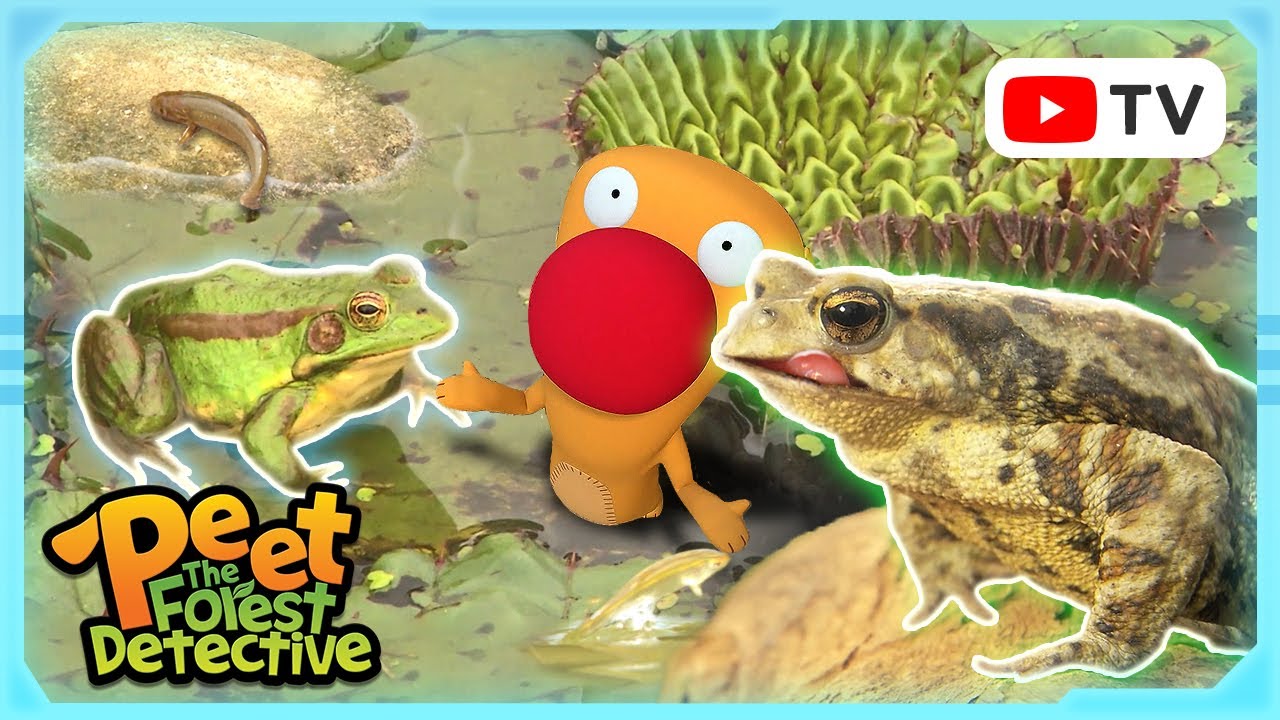 Amphibian Adventures: Frogs and Friends | Animal Stories For Kids | Peet The Forest Detective