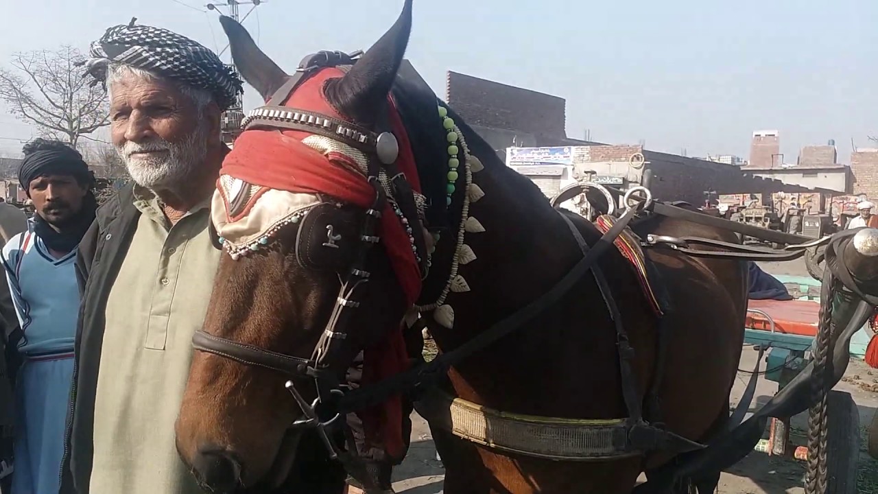 lahore  horse mandi ma horse for sale by nawaz entertainment /lahore horse  mandi 2020