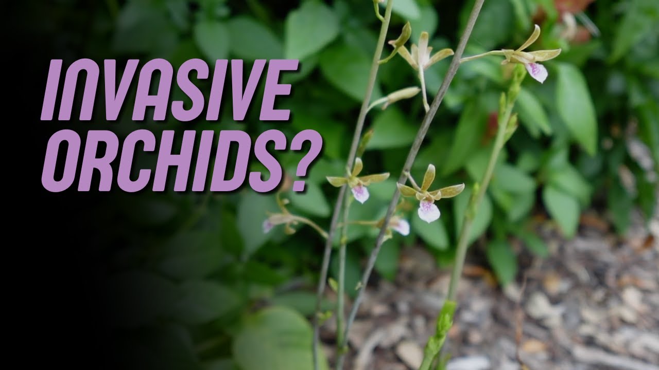 🌱 Изучение инвазивной китайской корончатой ​​орхидеи (Eulophia graminea) 🌱