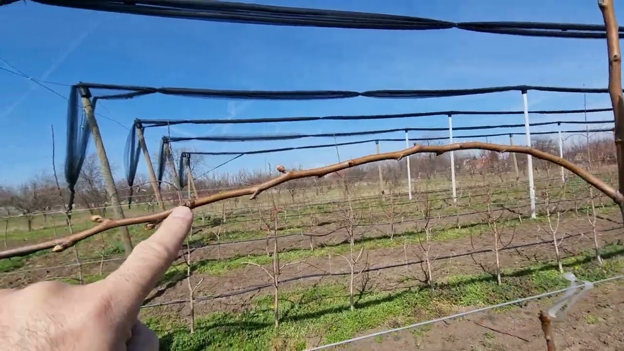 Problemi usled ne povijanja grana kod kru&scaron;ke i pravilno povijanje, rezidba kru&scaron;ke,pear pruning