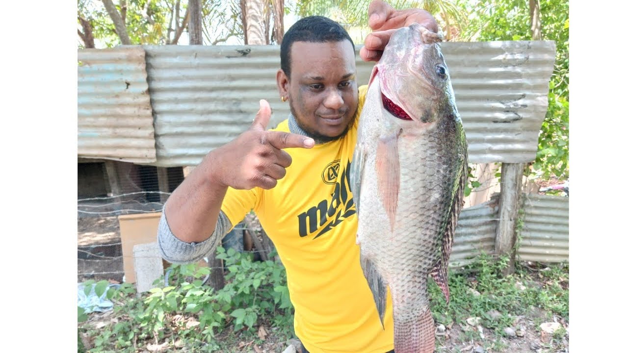 Net and line fishing catch and cooked 