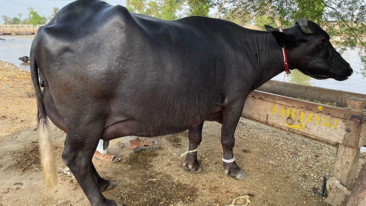 پیورنیلی راوی کی دوجن18لیٹر والی بھینس براۓفروخت8مارچ | Top Nilli Ravi High Milking Buffalo for sale