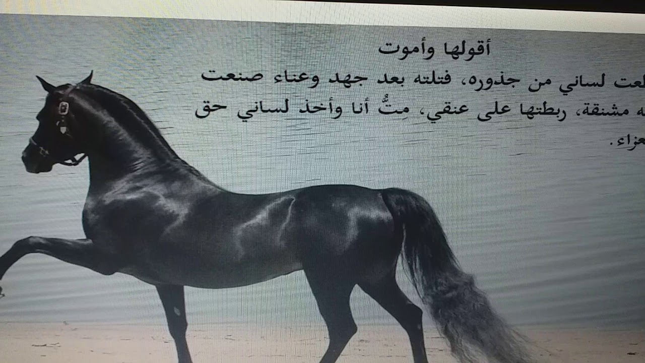 القصة القصيرة جدا مع القصاص المغربي محمد يوب.