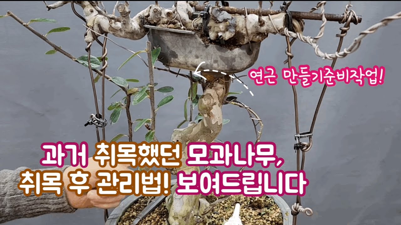 취목후 관리  연근만들기  준비작업
