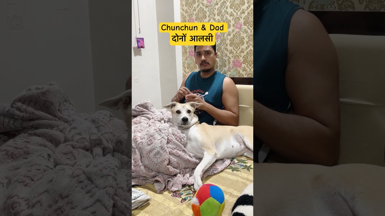 Ye Aalsi Log #dog #animals #shorts #pets #comedy #funny #viral #viralvideo #fyp #shortsfeed