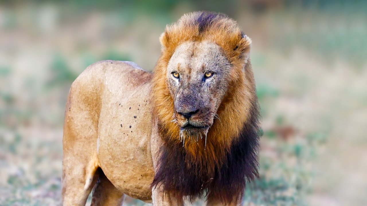 Male Lion in his Prime | Wildlife Icons 102 | Mobile