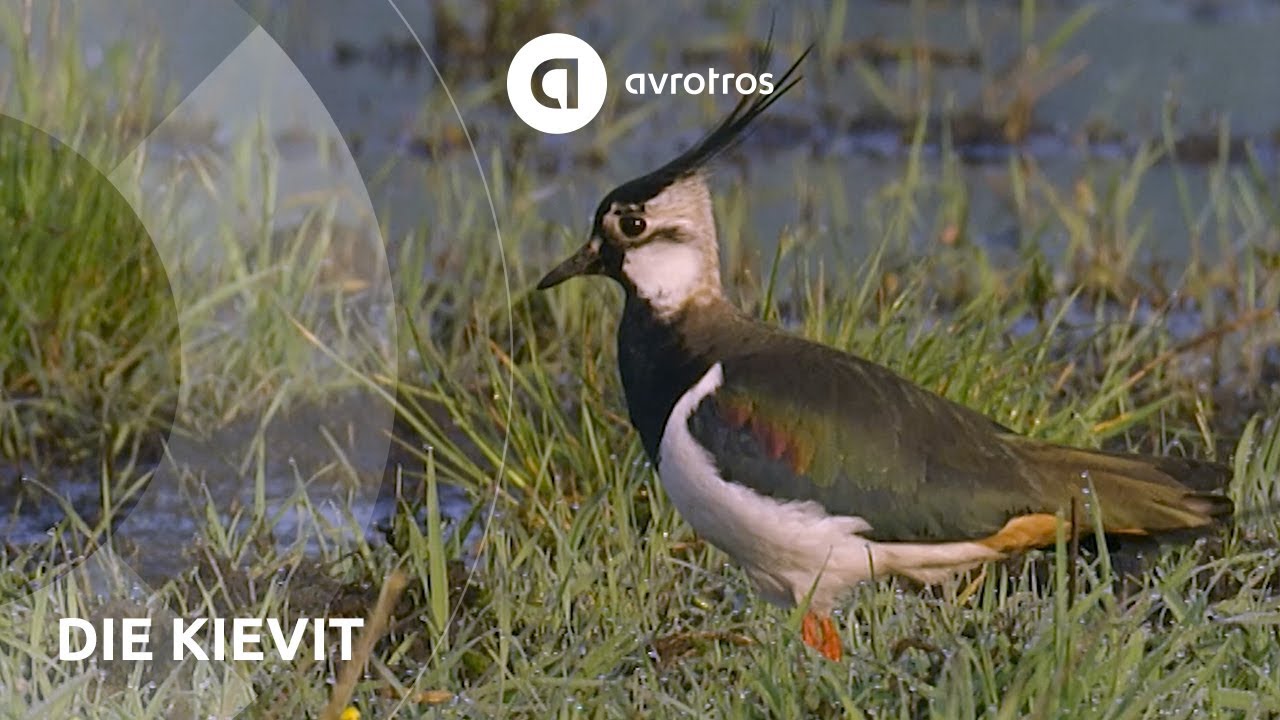 De kievit | Wild in Nederland