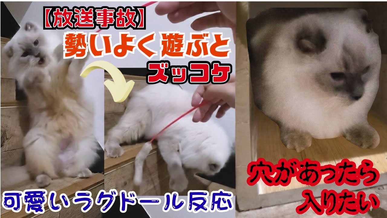 【放送事故】繁殖場から保護のラグドール階段でズッコケた後の反応が人間過ぎた（保護猫カフェ猫の木）十三駅Funny happenings with rescued Ragdoll cats