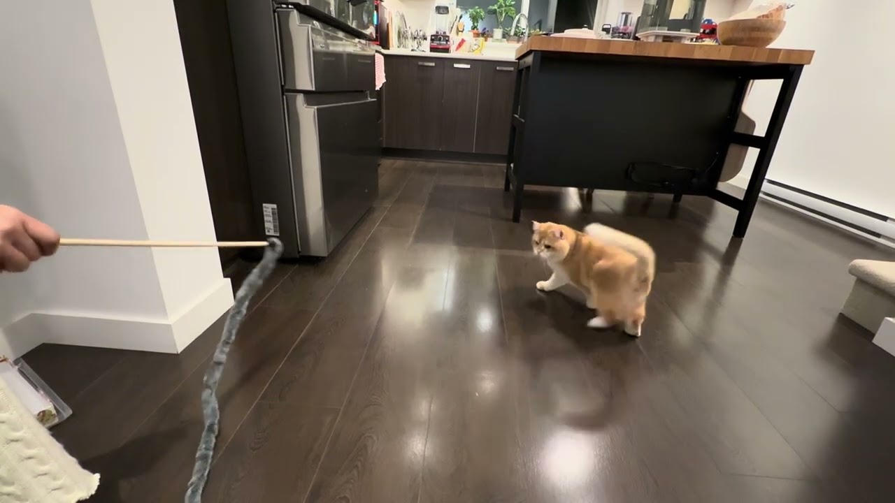 Somersault in the air while playing cat wand