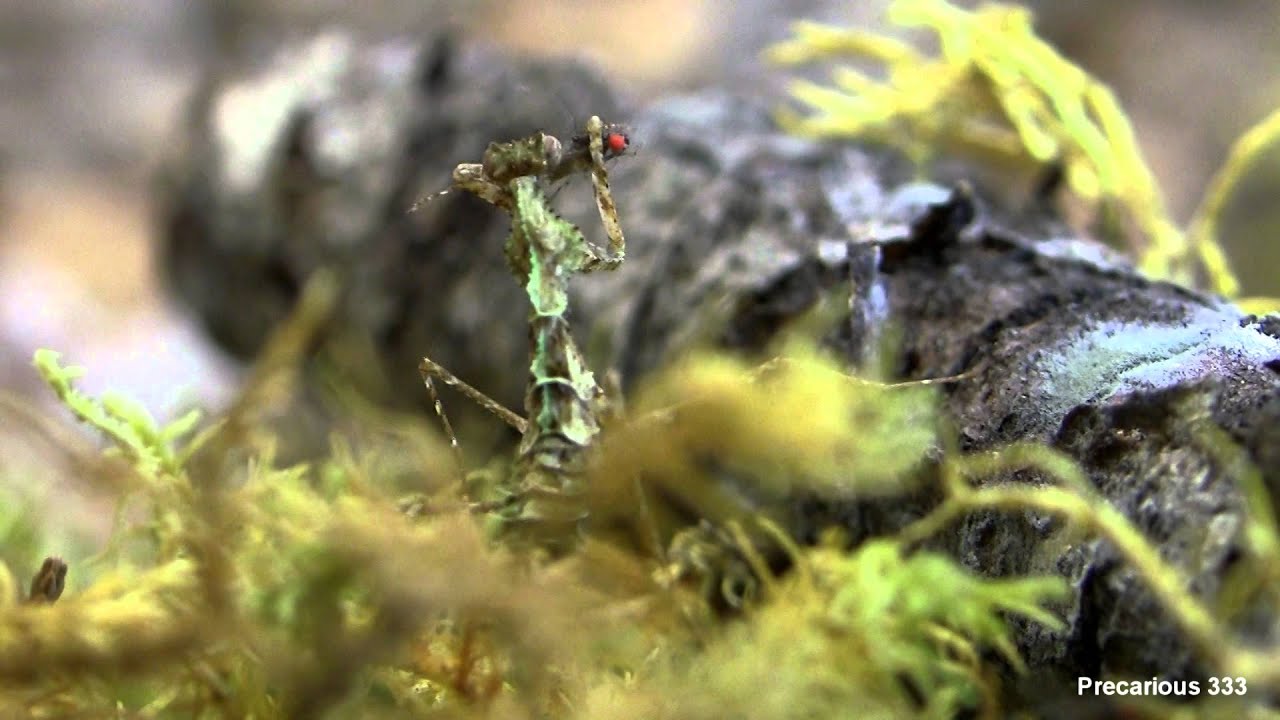 Haania sp. (Moss Mantis)