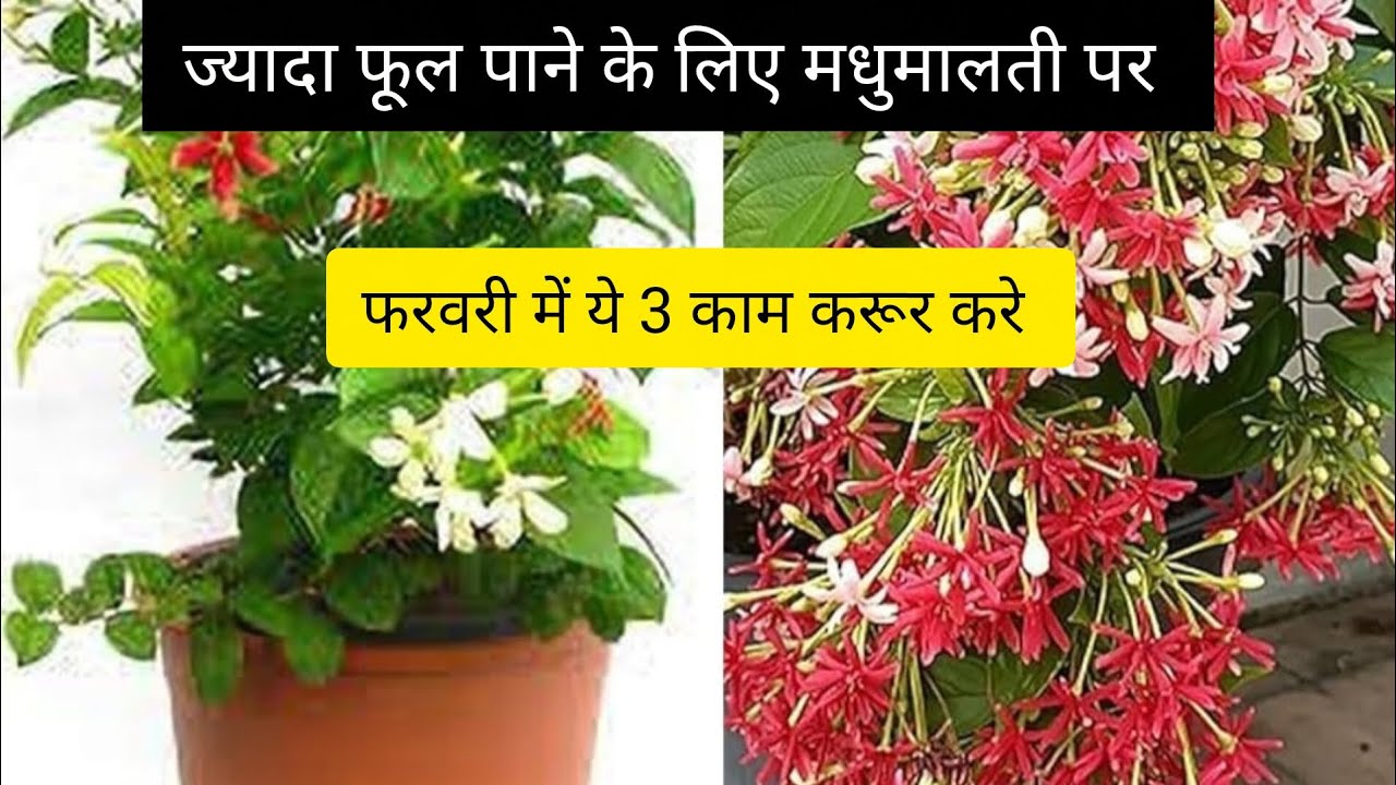 How to Care Madhumalti / Rangoon creeper Flower plant in February with 3 Steps 