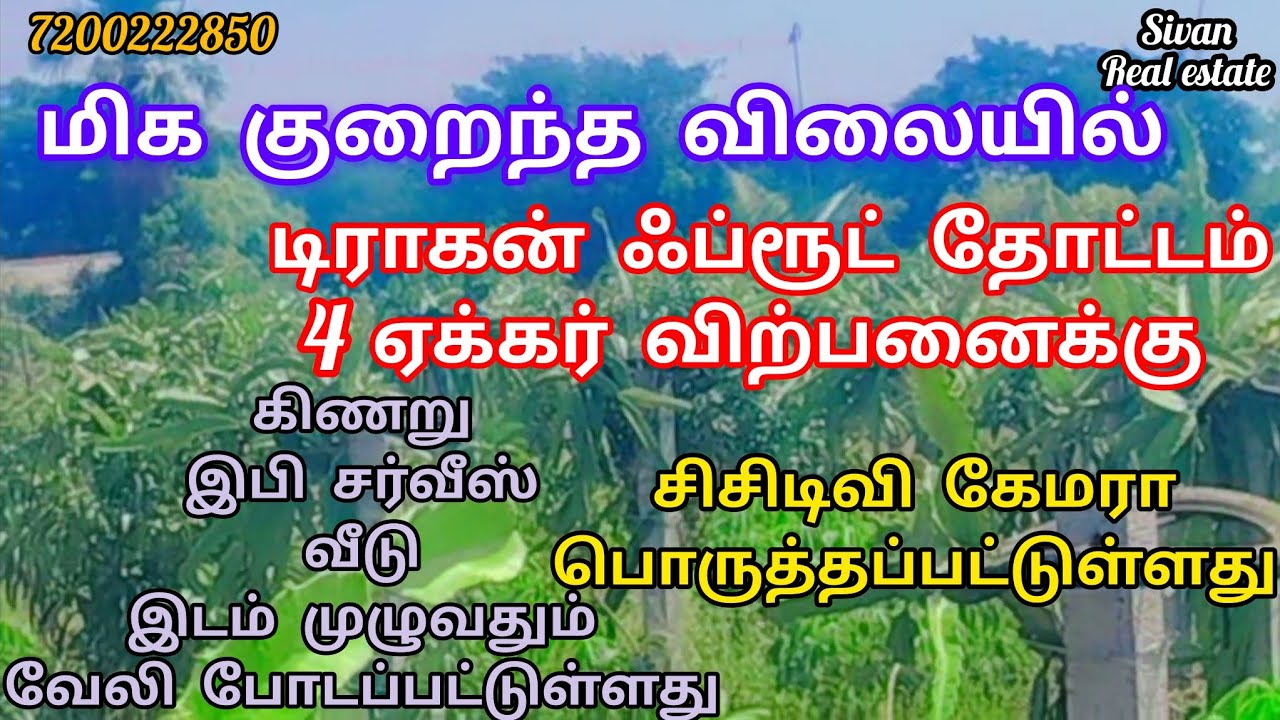 மிக குறைந்த விலையில் டிராகன் ஃப்ரூட் தோட்டம் விற்பனைக்கு தென்காசி மாவட்டம் சேந்தமங்கலம் அருகில்