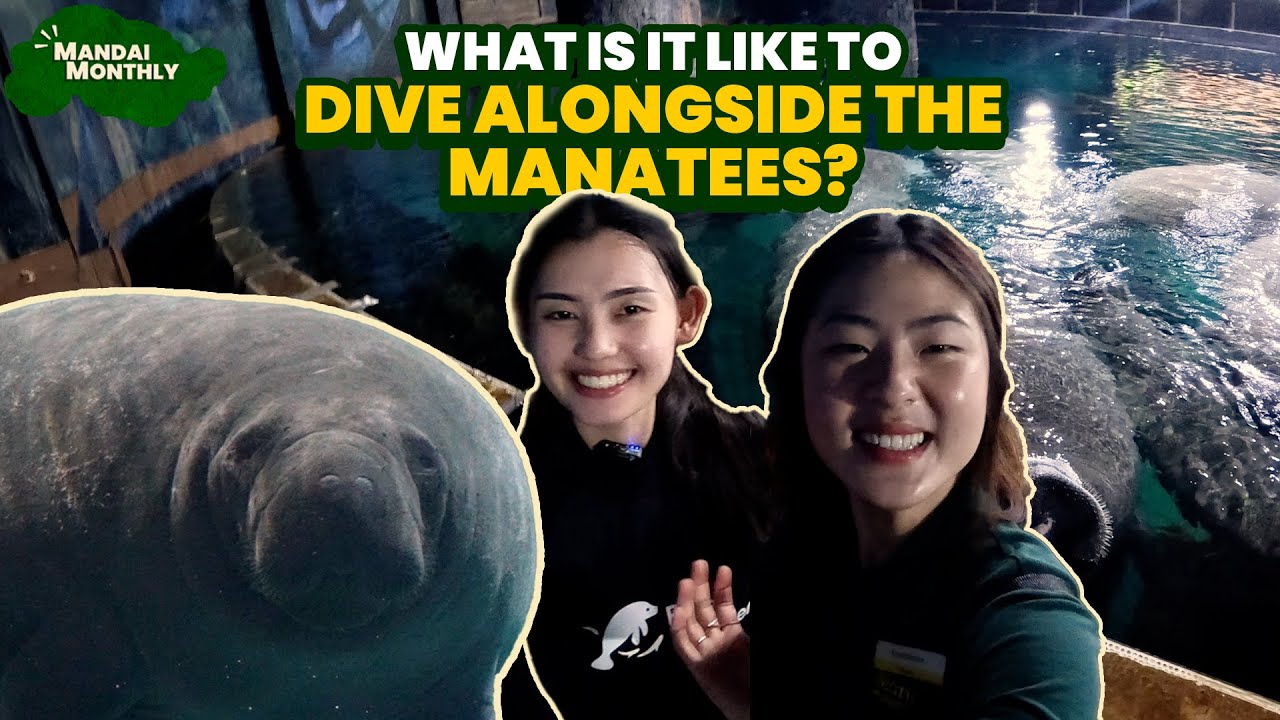 Mandai Monthly - Каково это — нырять вместе с ламантинами в River Wonders?
