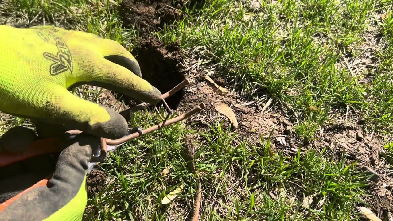 Setting Putange Traps