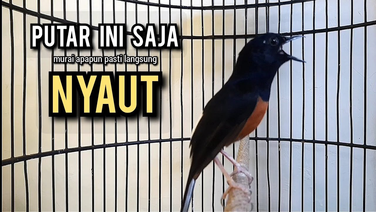 murai batu gacor AMPUH buat PANCINGAN murai batu agar bunyi JADIKAN burung murai gacor EMOSI