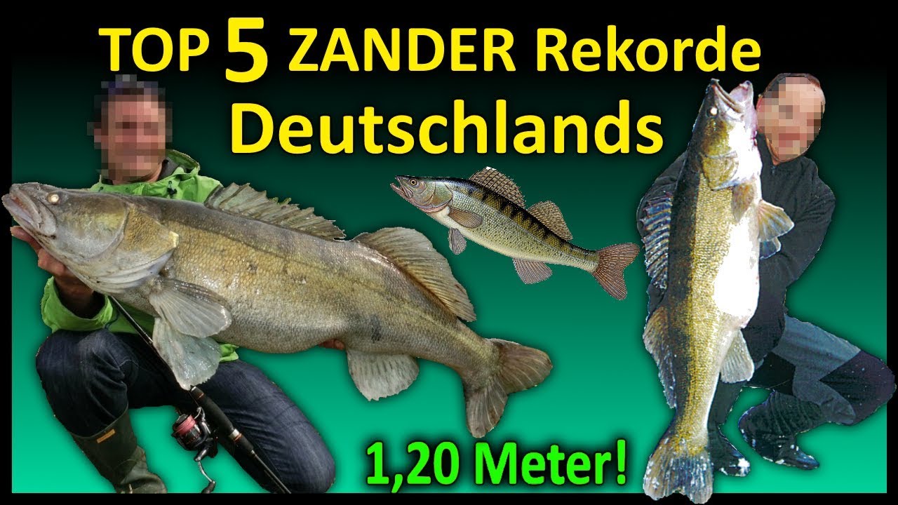 Top 5 Rekord ZANDER Deutschlands | 1,16 Meter Zander!