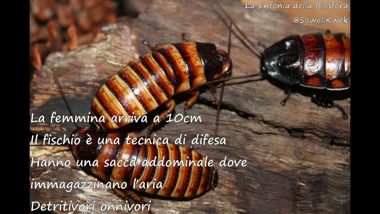 (La sinfonia della Biosfera) - Blatta fischiante del Madagascar