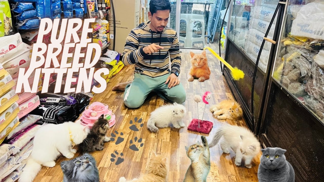 Pure Breed Persian Kitten In Mumbai City | All Over India 🇮🇳 Delivery 🙀 | Trained Cats #petshop